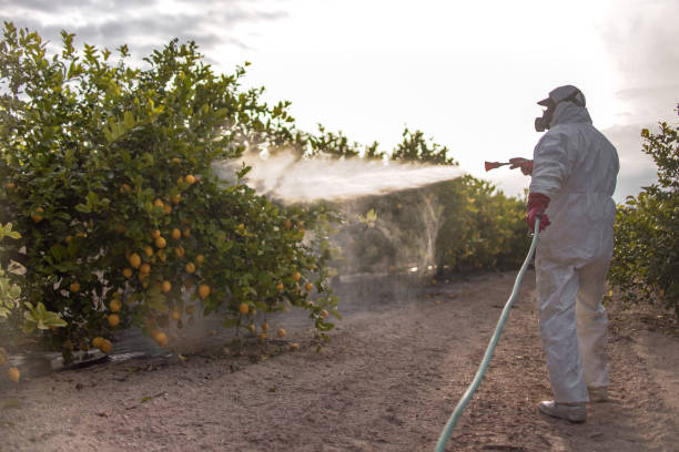 Best Flea Control Services  in Bolingbrook, IL