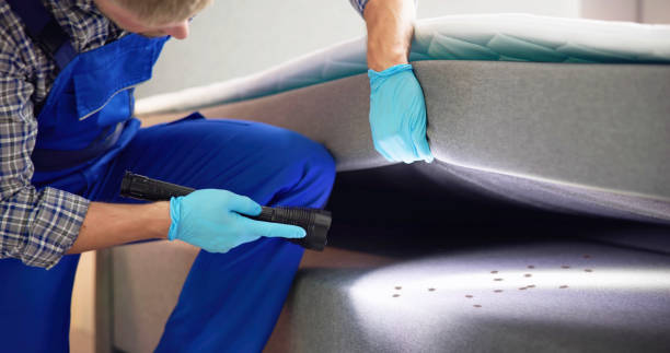 Best Wasp Removal Services  in Bolingbrook, IL